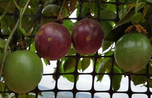 百香果的功效與作用