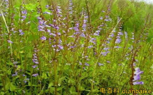 半枝蓮的功效與作用？半枝蓮圖片和價(jià)格及半枝蓮的副作用和禁忌