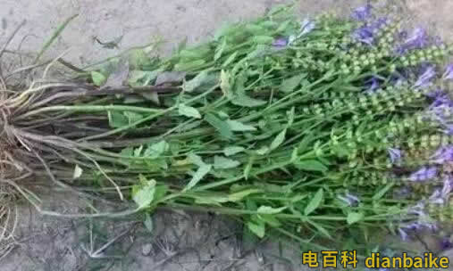 半枝蓮是什么？半枝蓮圖片和價(jià)格及半枝蓮的功效與作用和禁忌