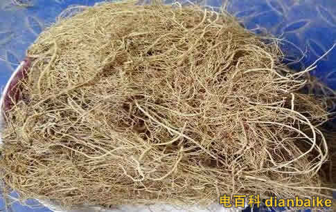 細(xì)辛的功效與作用