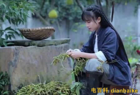 李子柒成致富榜樣怎么回事？三農(nóng)創(chuàng)業(yè)致富榜樣及李子柒怎么盈利？