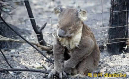 澳山火煙霧至南美是怎么回事？澳洲大火燃燒四個(gè)月，燒死2萬(wàn)只考拉！