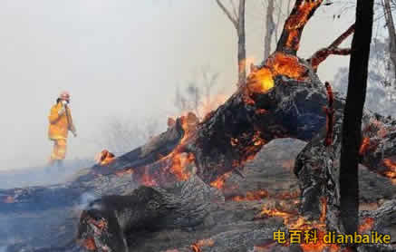 澳山火煙霧至南美是怎么回事？澳洲大火燃燒四個(gè)月，燒死2萬(wàn)只考拉！