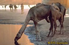 澳大利亞射殺駱駝怎么回事？澳山火5億動物被燒，因干旱殺