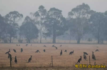 澳大利亞射殺駱駝怎么回事？澳山火5億動(dòng)物被燒，因干旱殺1萬(wàn)頭駱駝