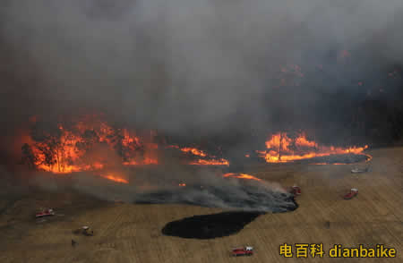 澳大利亞射殺駱駝怎么回事？澳山火5億動(dòng)物被燒，因干旱殺1萬(wàn)頭駱駝